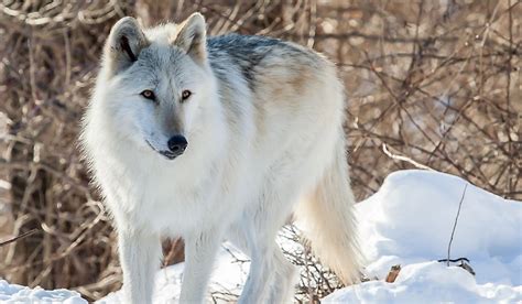 What Is the World's Largest Species of Wolf? - WorldAtlas