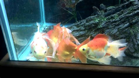 If you have ever witnessed your fish spawning you soon realize that it can get quite rough, especially for the. Goldfish spawning behavior - YouTube