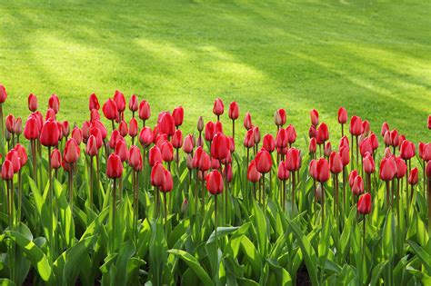 Free Photo Red Tulips On Green Grass Field Background Grass Tulips