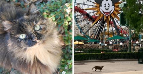 Meet The Cats Of Disneyland Who Prowl The Magical Streets After