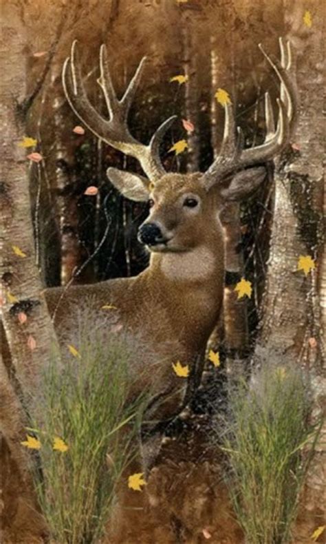 Deer Hunting Backgrounds Wallpapersafari