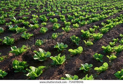 Organic Seedling Sapling Lettuces Field Lettuce Stockfoto