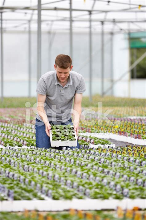 Plant Nursery Worker Checking Plants In Large Greenhouse Stock Photo