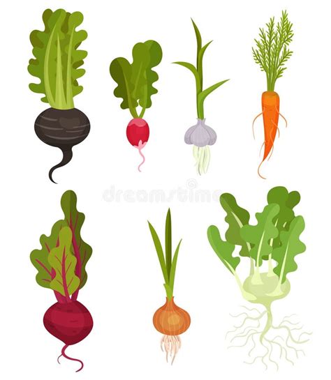 Root Vegetables As Underground Plant Part With Beetroot Onion Carrot