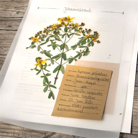 Gestalte Dein Eigenes Herbarium Herbarium Vorlage Pflanzenblätter
