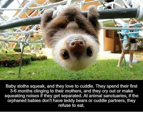 25 Best Baby Sloth Squeak Memes Baby Sloths Memes Squeaking Memes