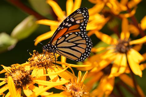 Some authors would include also members of the superfamily hedyloidea, the american butterfly moths. Monarch Butterfly - Birds and Blooms