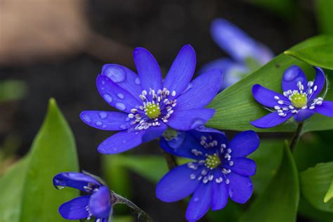 Selective Focus Photography Of Blue Petaled Flowers Hepatica Hd