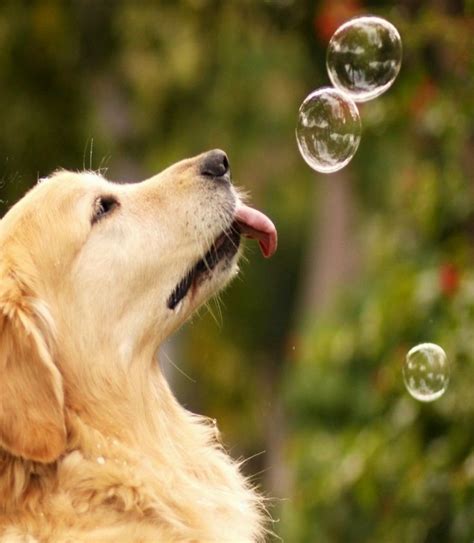 Chasing Bubbles Dogs Golden Retriever Golden Retriever Wallpaper