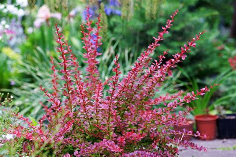 They are usually under 10 feet tall, whereas their standard counterparts can. Zone 9 Shrub Varieties - Common Zone 9 Bushes For The ...