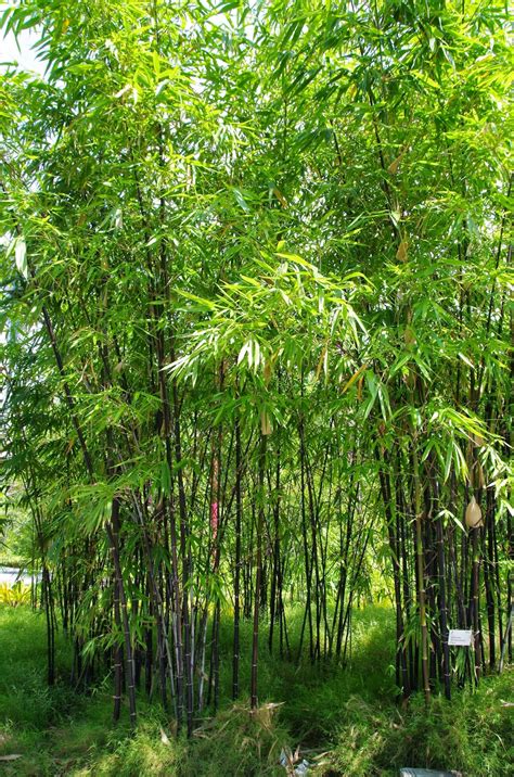 Trees And Plants Black Bamboo