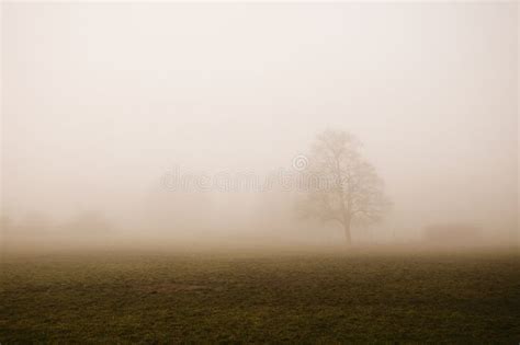 Foggy Winter Day In A Park With Lone Tree In The Foreground Stock Photo