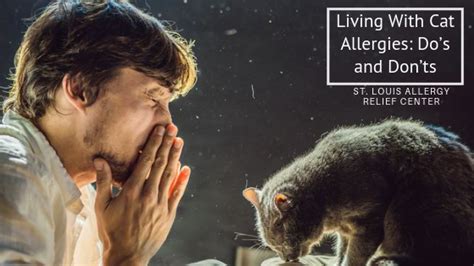 Living With Cat Allergies Dos And Donts St Louis Allergy Relief