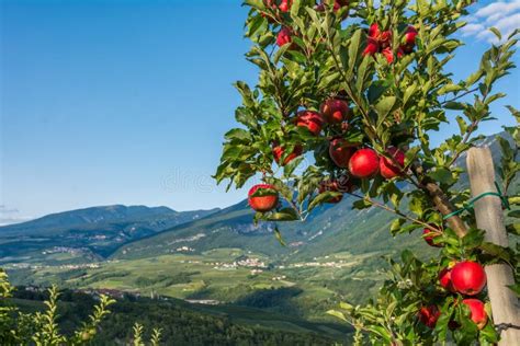 Osservi Giù Le Vigne Ed I Frutteti Di Frutta Idilliaci Di Trentino Alto