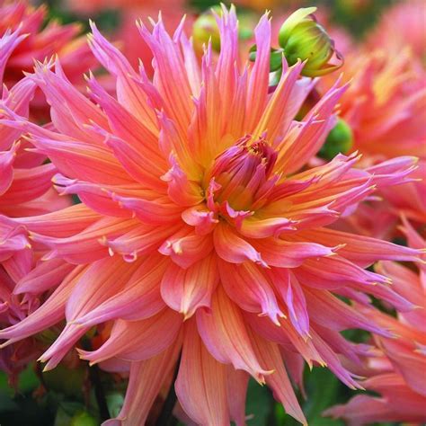 dahlia bulbs for sale easy to grow bulbs easy to grow bulbs carlsbad flower fields dahlia