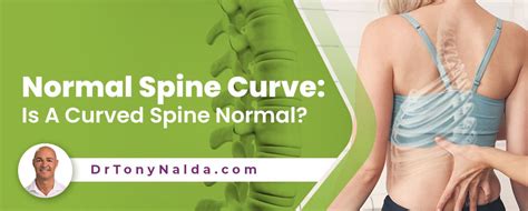 Normal Spine Curve Is A Curved Spine Normal