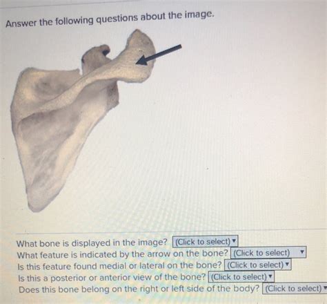 Solved Answer The Following Questions About The Image What