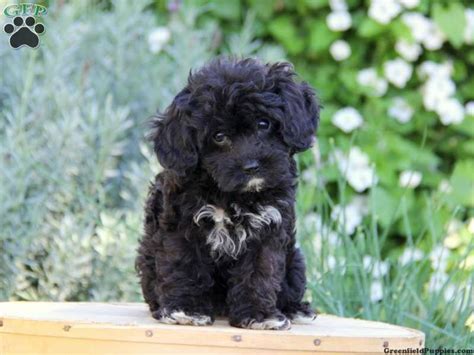 Pearly Cavapoo Puppy For Sale From New Holland Pa Cavapoo Puppies