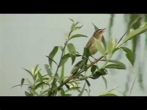 Pancingan untuk burung decu wulung (kacer mini) yang macet atau malas bunyi mp3 duration 11:00 size 25.18 mb / bayu bird channel bbc 17. burung kicau duet pelanduk semak | Doovi