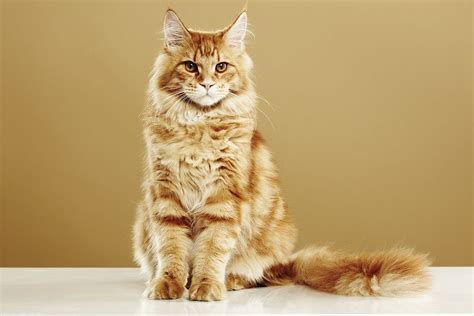 10 Facts About Orange Maine Coons Characteristic Personality And How