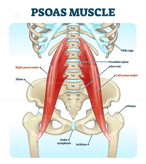 Low back muscle spasming is common because lumbar extensor muscles must contract eccentrically, isometrically, and. Pin on Health and medicine illustrated
