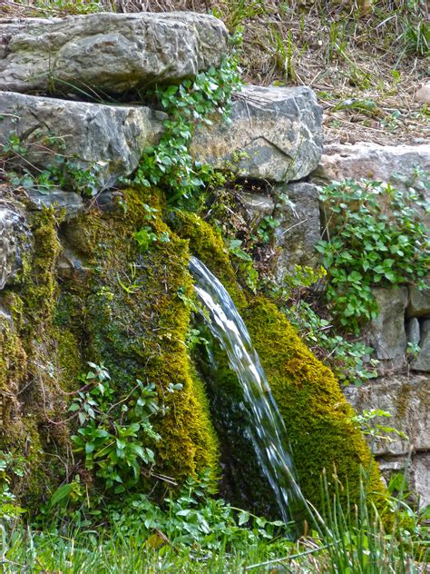 Free Images Tree Forest Rock Waterfall Plant Flower Moss