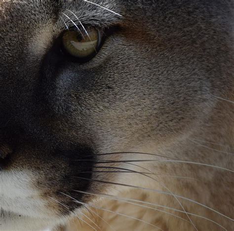 Eye Of The Cougar Photograph By Lkb Art And Photography