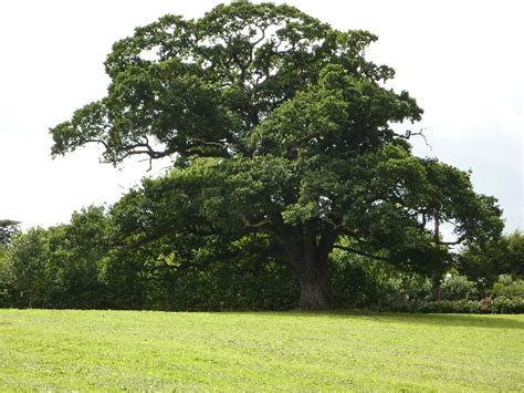 Old Oak Tree At Boundary Of Former © Steve Barnes Geograph