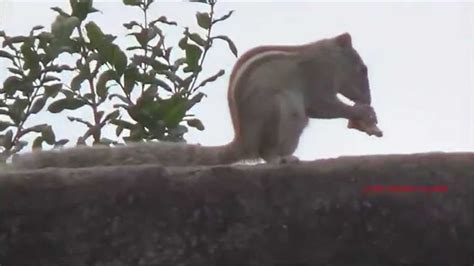 Squirrels like to play with toys. Squirrels like to eat fruit - YouTube