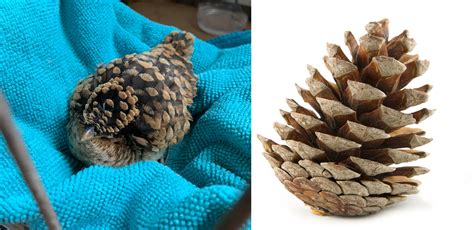 🔥 Bird Camouflaged To Look Like Pine Cone Reconewsnetwork