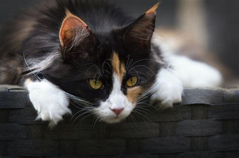 Calico Cat Hd Wallpapers Wallpaper Cave