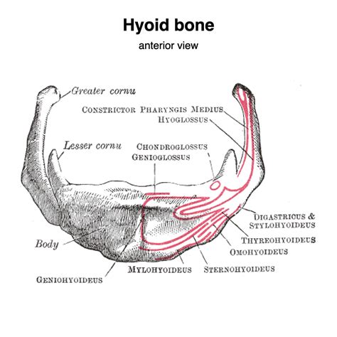 Hyoid Bone Labeled