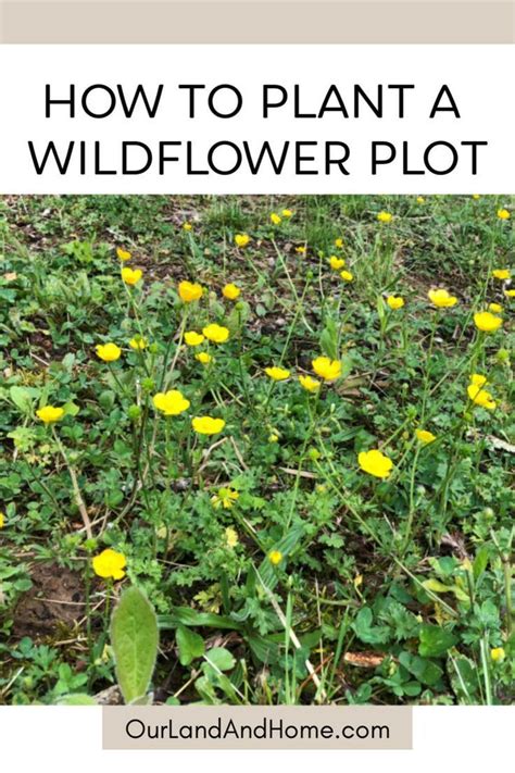 How To Plant A Wildflower Plot Our Land And Home Wild Flowers