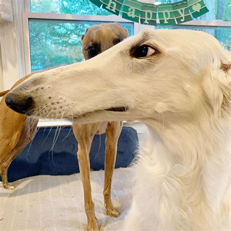 Meet Eris The Borzoi Sighthound Dog With The Worlds Longest Nose
