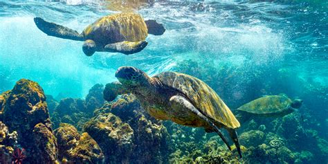 Turtle World Maui Hawaii