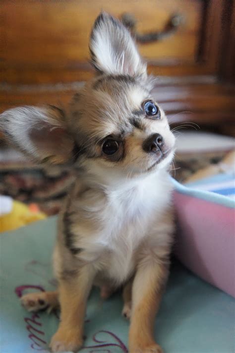 Blue Long Hair Chihuahua Puppy Bleumoonproductions
