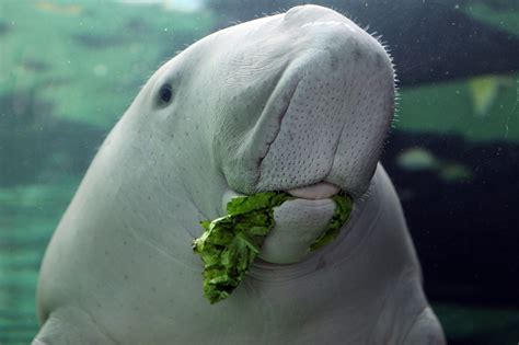 Dugong Cow Of The Sea