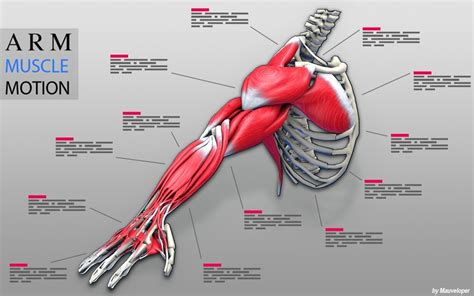 Name Of Muscles In Arm Biceps Muscle Anatomy The