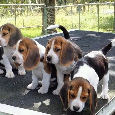 Please contact the breeders below to find beagle puppies for sale in connecticut: Beagle puppies for adoption - Pets Rehoming, Dubai City