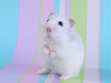 Cute Hamster Best Wallpaper 20001 Baltana