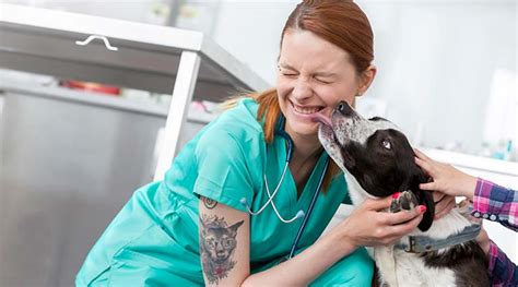Veterinary Assistant Information Galliawatch Blog