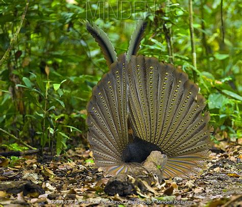 Great Argus Pheasant Stock Photo Minden Pictures