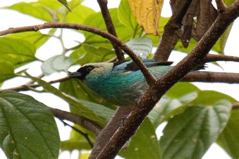 Tangara Verdinegra Aves De Risaralda · Naturalista Colombia