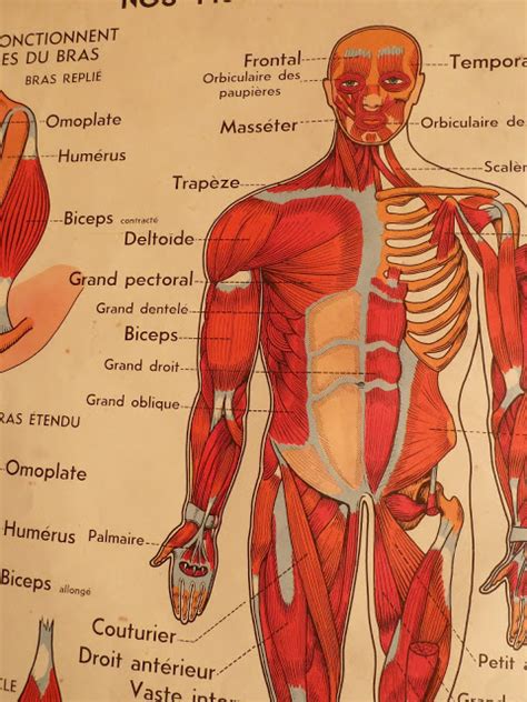 Almost every muscle constitutes one part of a pair of identical bilateral. Vintage French Posters Botany Animals Anatomy, old World Maps from School: Vintage anatomical ...