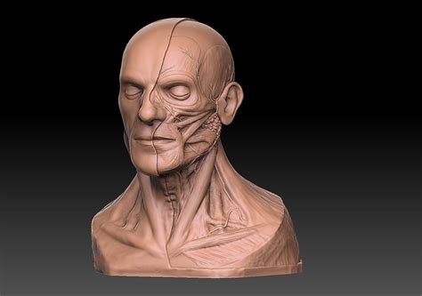 3d Printable Model Human Head Artistic Anatomy