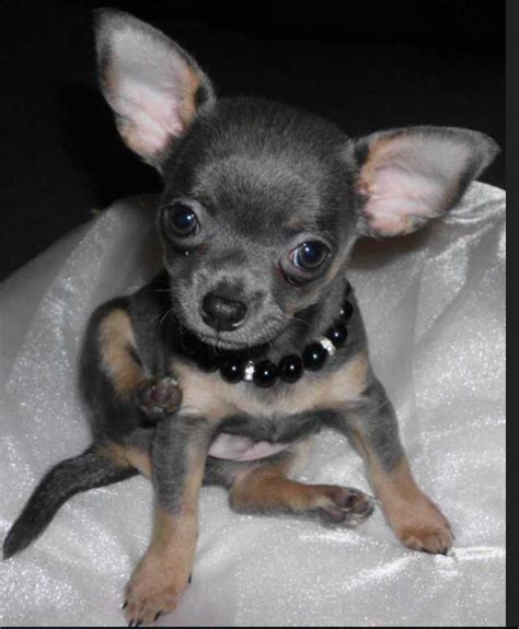 The chihuahua is one of the smallest breeds of dog, and is named after the mexican state of chihuahua. Blue Teacup Chihuahua