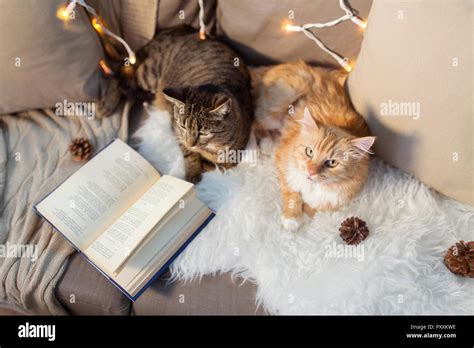 Two Cats Lying On Sofa With Book At Home Stock Photo Alamy