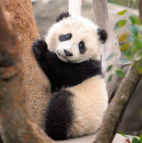 Climbing Baby Panda For Mj Pinterest