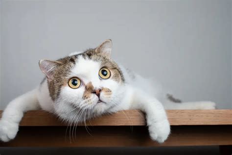 100 Weird Cat Behaviors And Their Meaning Petsmartgo