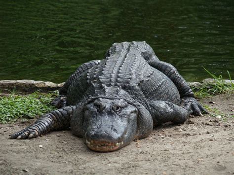 Alligators Facts Habitat Diet Breeding Pictures Lifecycle
